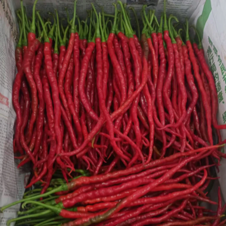 贵州本地红辣椒老品种邹椒鸡爪辣椒新鲜做剁椒酸辣椒