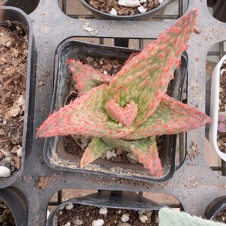 芦荟单头球6仙人球