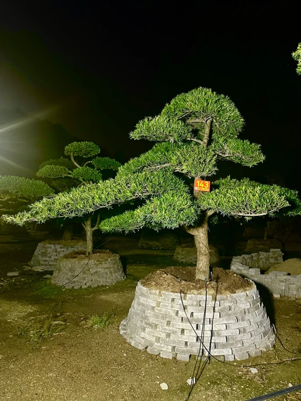 精品造型罗汉松地栽盆栽别墅庭院大型植物地景盆景迎客松（定金）