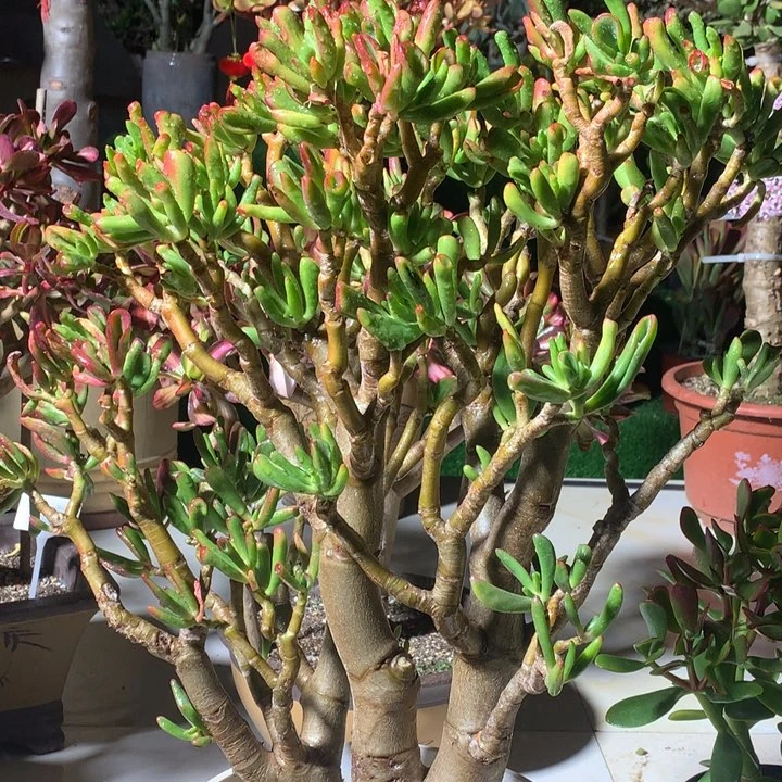 一*水H96纤纤玉指脱土发货