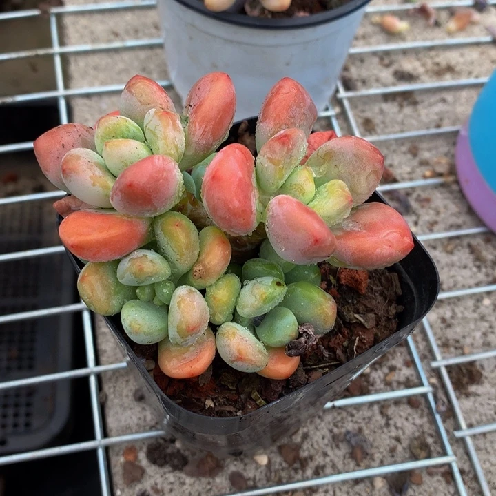 红洛神。