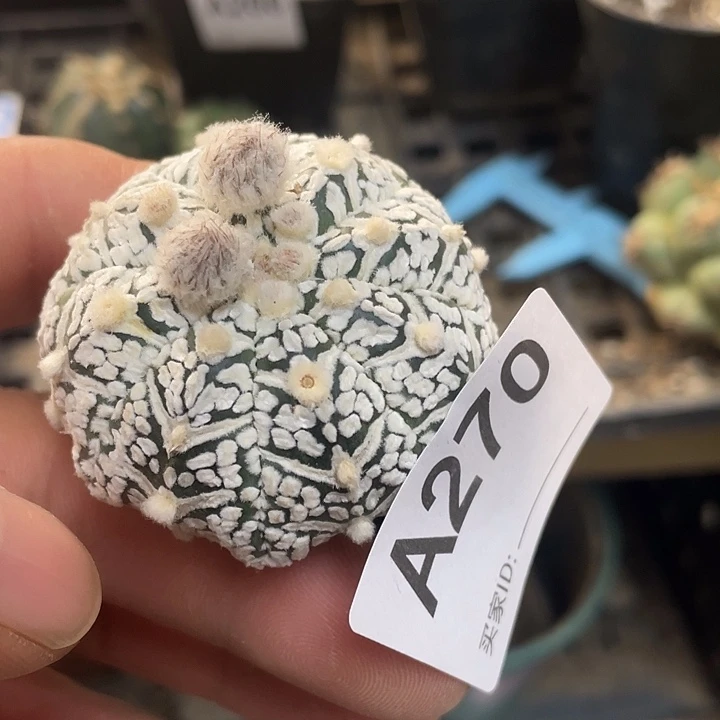 三角嫁接超威豆270号