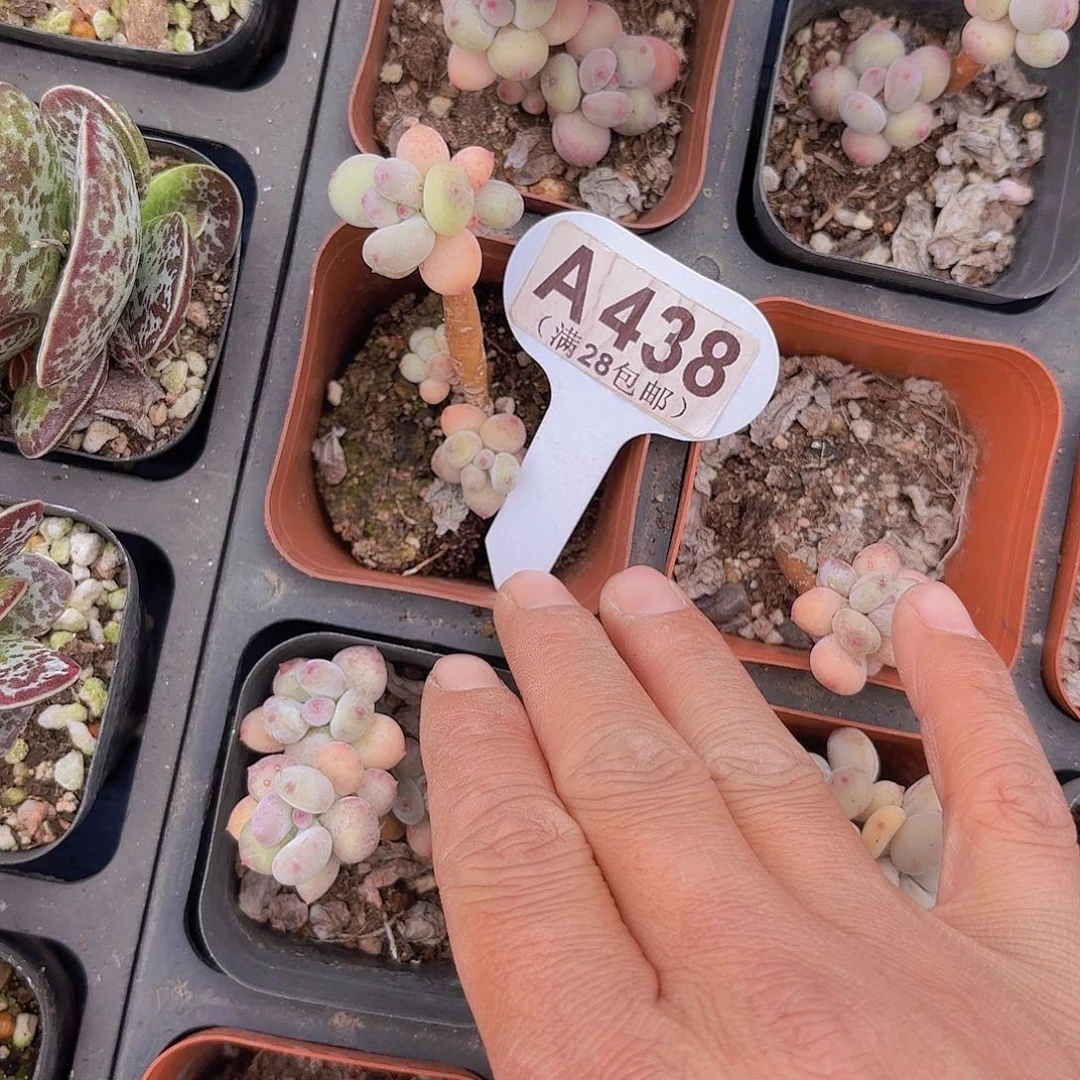 A438萤火虫一物一拍