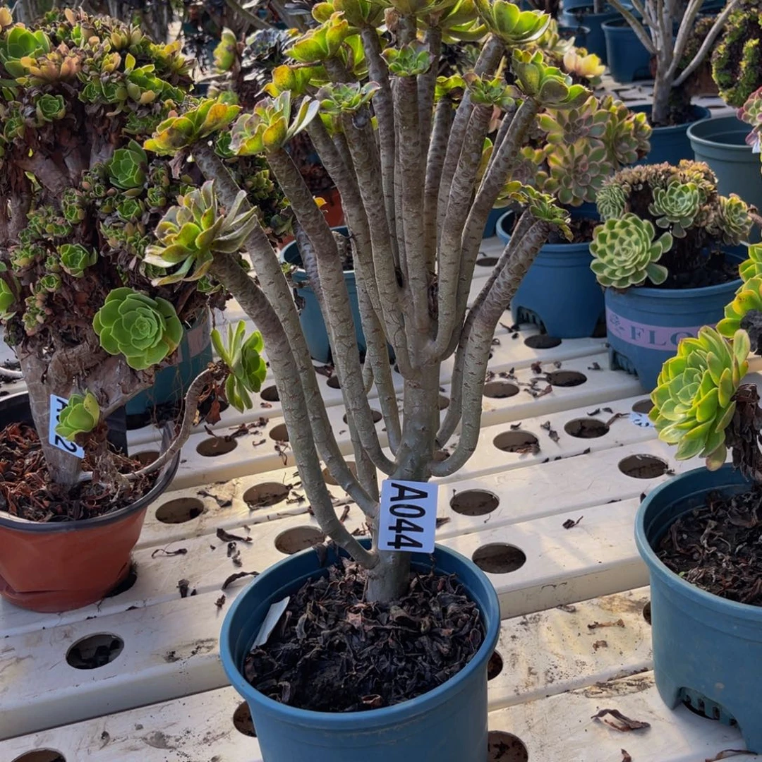 灰豆豆法师7///35包邮