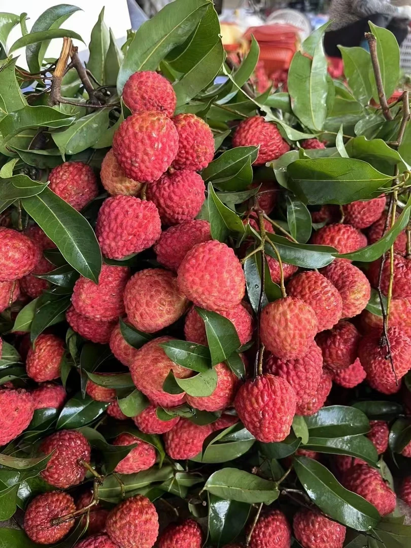 广东惠来大糯米糍荔枝每天现摘现发果园直发肉厚核小省外顺丰空运