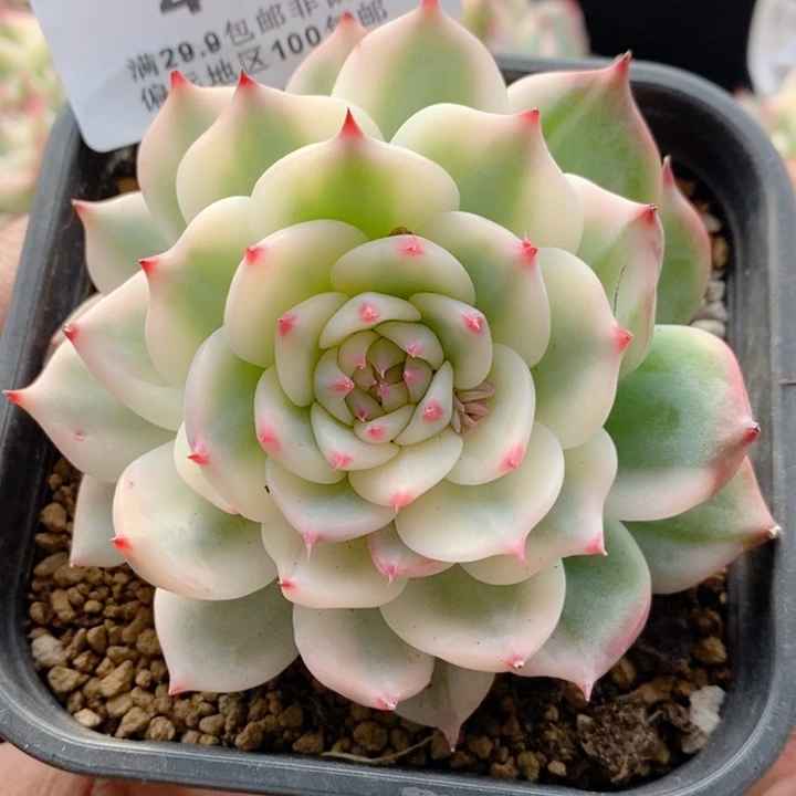 洲418吉娃娃锦福利寄养多肉植物