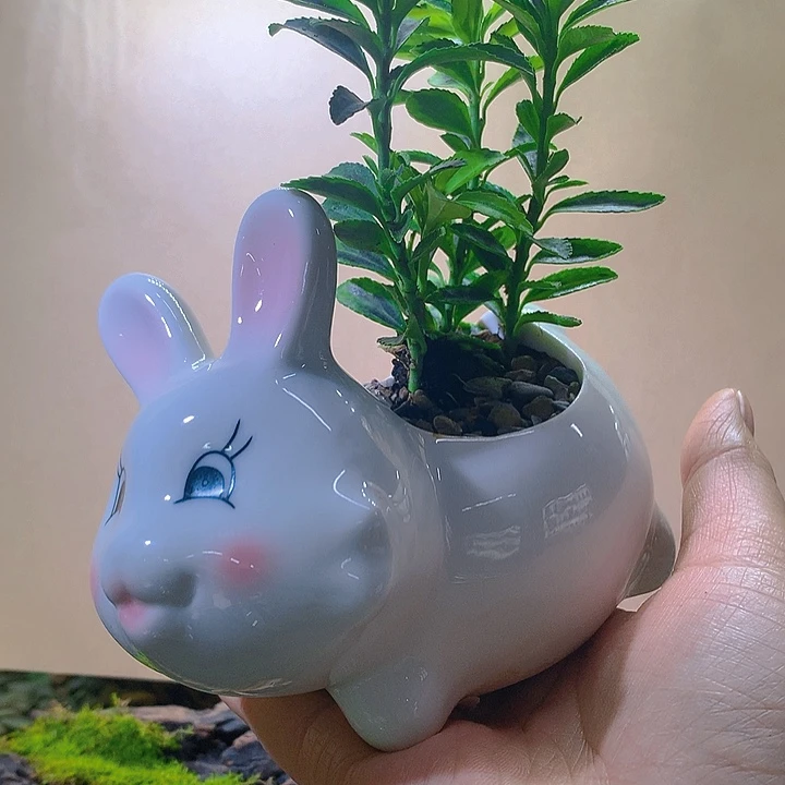 无花朵开播福利来一波