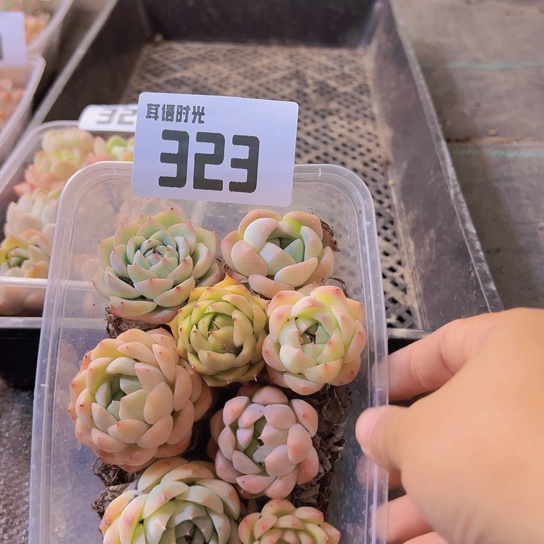 323拼盘，多肉植物
