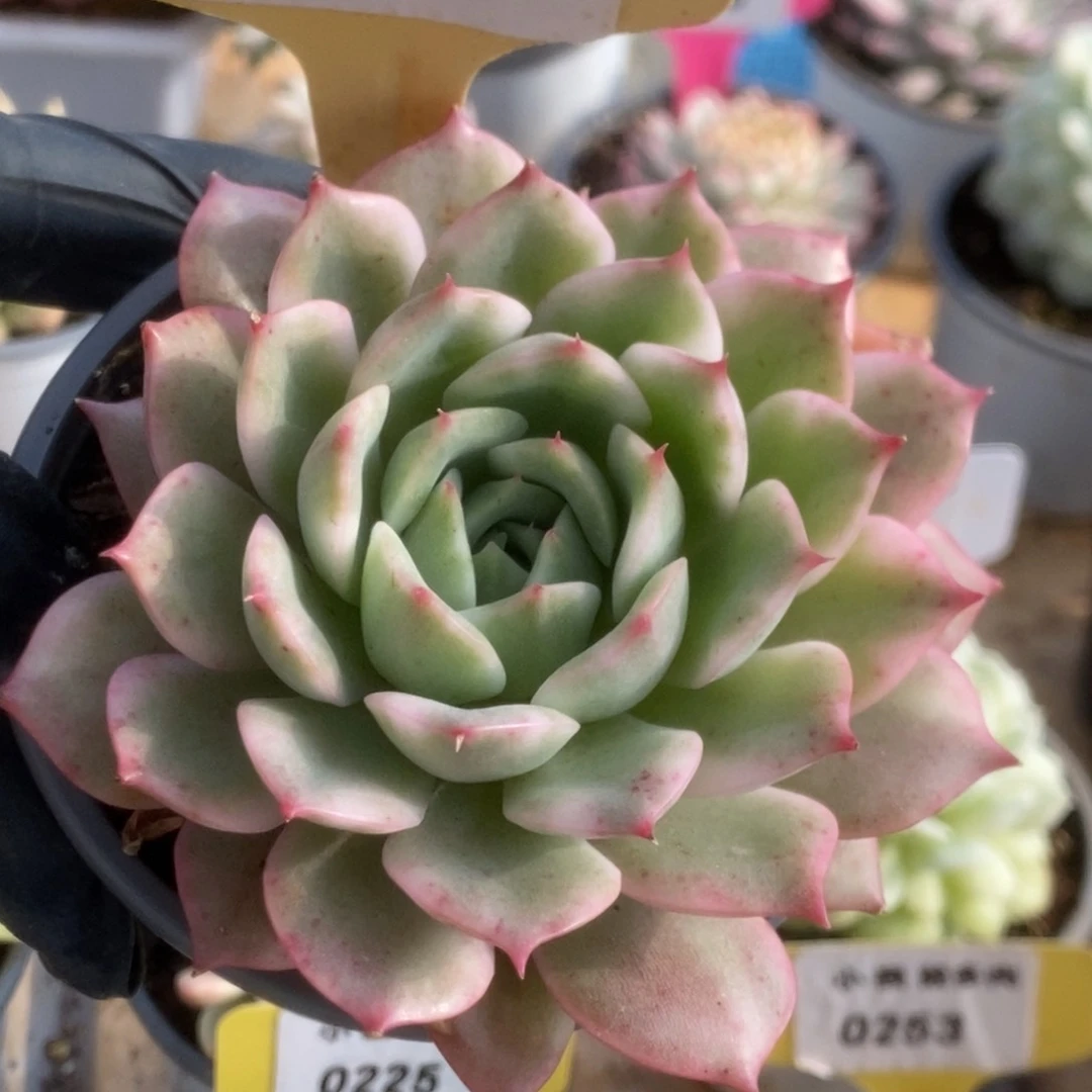 718平安夜锦锦锦锦锦锦