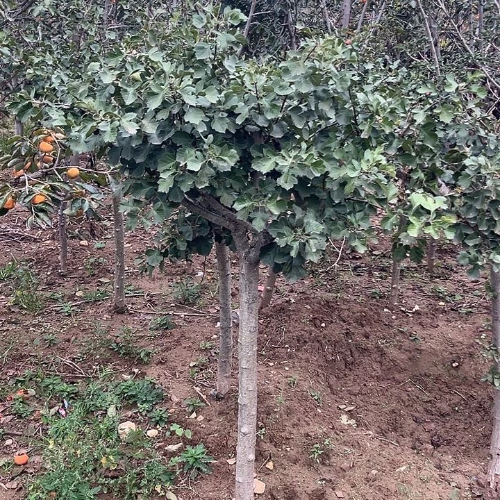 黄山楂树包邮到家一棵