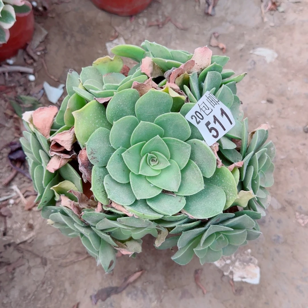 玉龙观音511满20包邮断枝不包