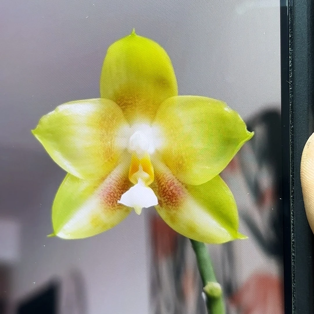 大部分花苞少量开放永和金丝雀