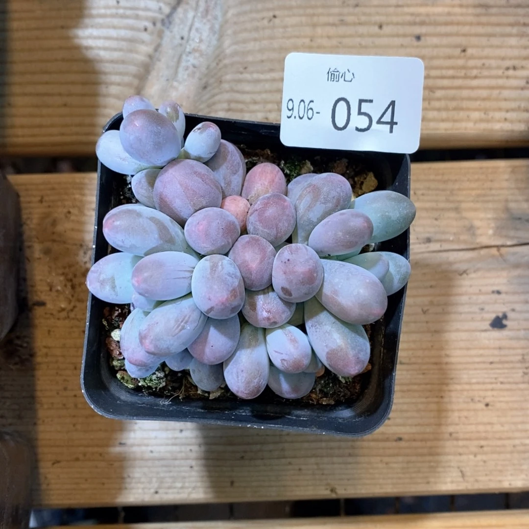 906054汤圆群多肉