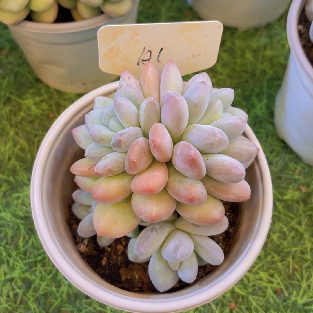 小***柚云南金致家精品多肉