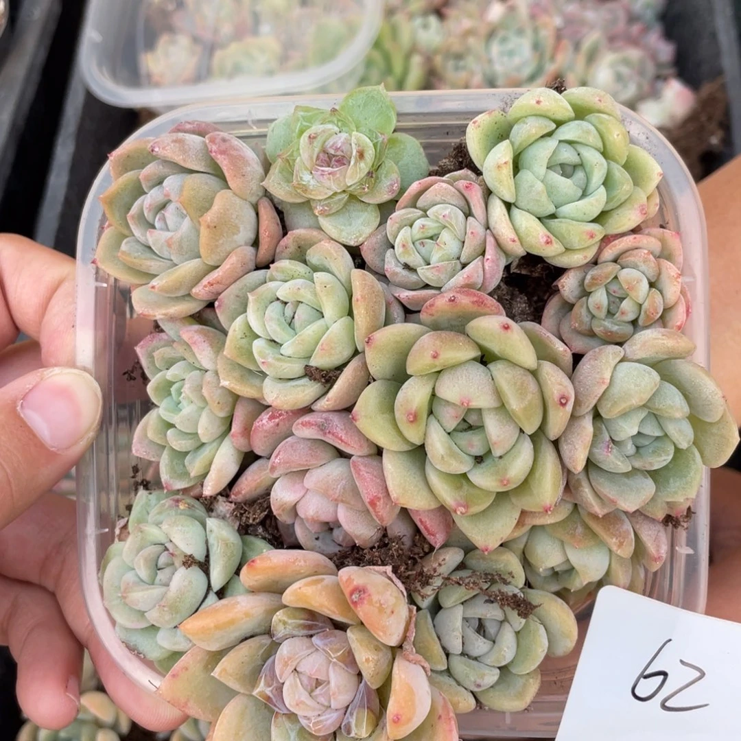 62欧泊播种切糕苗包邮大盒