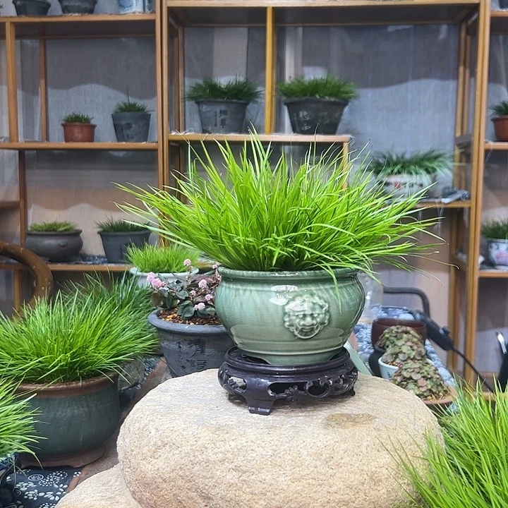 无花朵lvyou兽头黄金姬菖蒲盆景