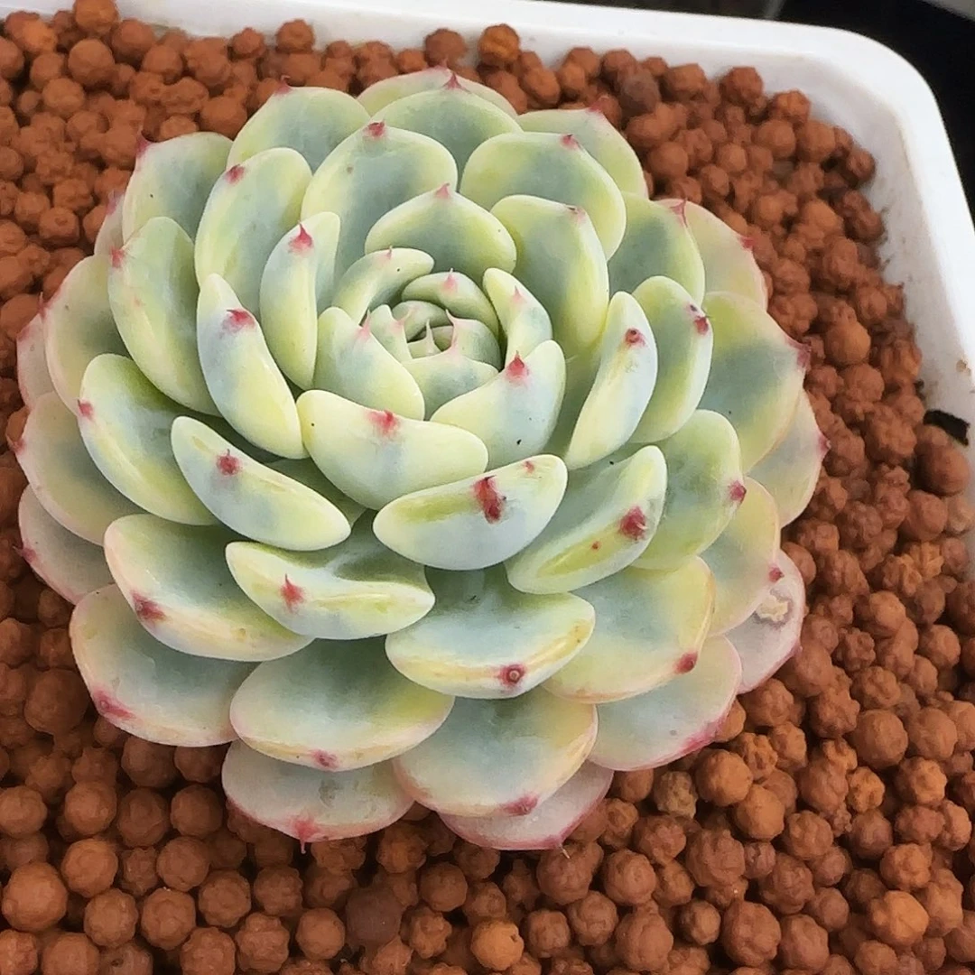 纪连锦多 肉植物