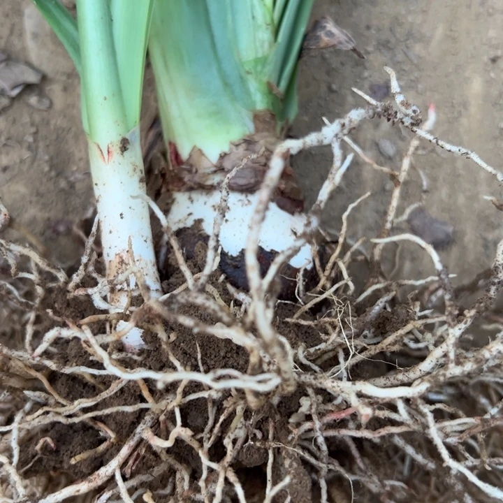 清***暖当前无花栽培后可以开花波兰美人6.5