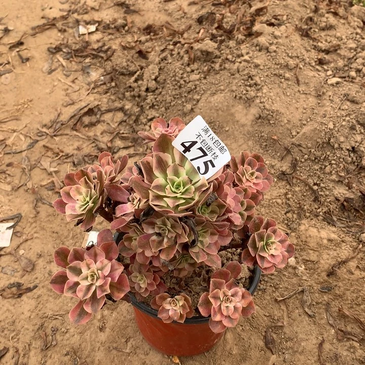 475美杜莎手捧3号