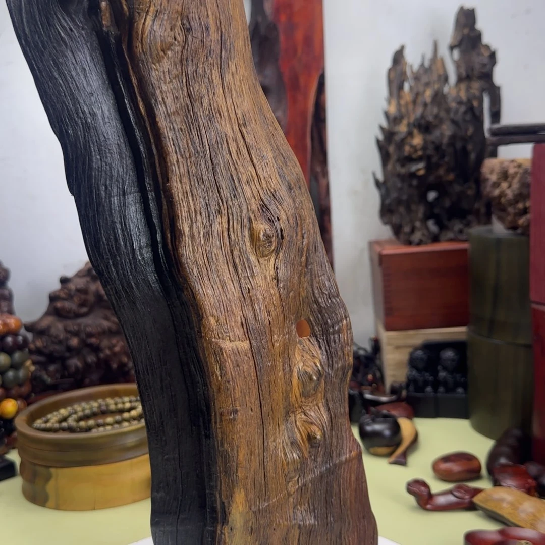 大果紫檀（缅甸花梨）蕾**贝