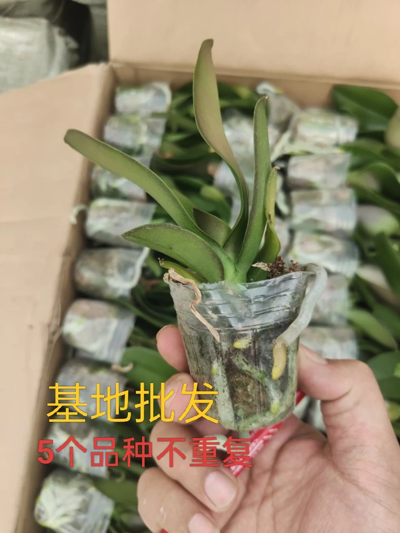 蝴蝶兰品种随机发【2.0寸小苗】根细好品种多大花型5棵不重复