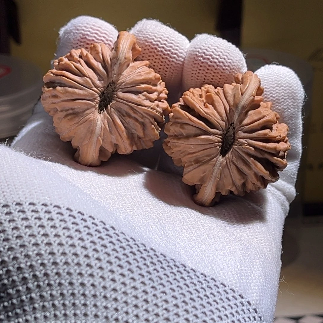 h***h41极品楼子。全品 券拍