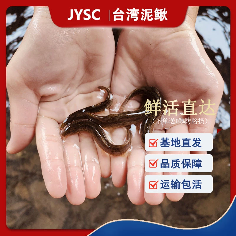 鲜活打窝小泥鳅活体喂宠放生路亚乌龟龙鱼虎鱼鳜鱼翘嘴饵料活鱼