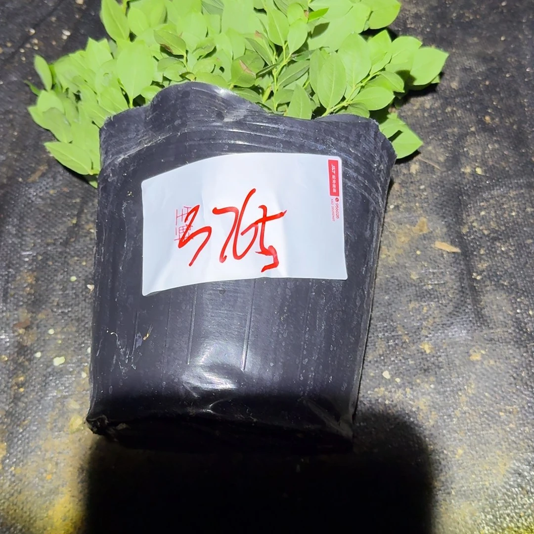 用****4大钵25一物一拍3765