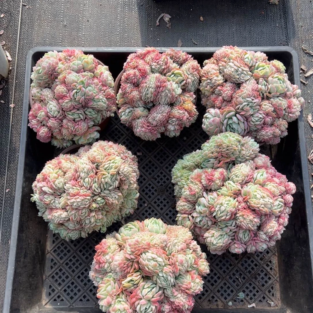 贝瑞缀化，图中任意一颗，尺寸16+