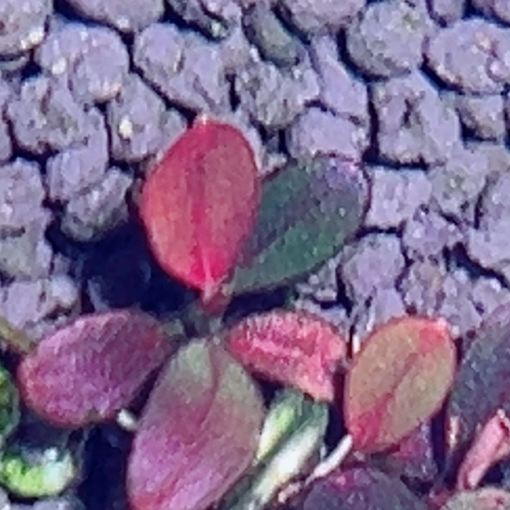 福利28号福利价植物一头（NEo）