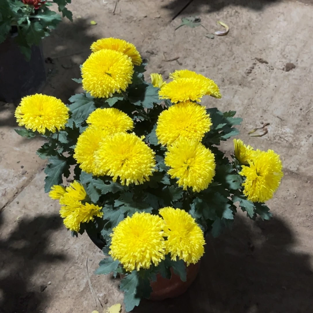 完全开放泰迪原盆