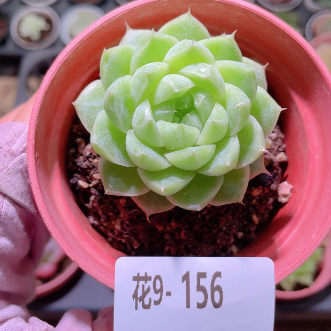 花利美9-156麦秆单头