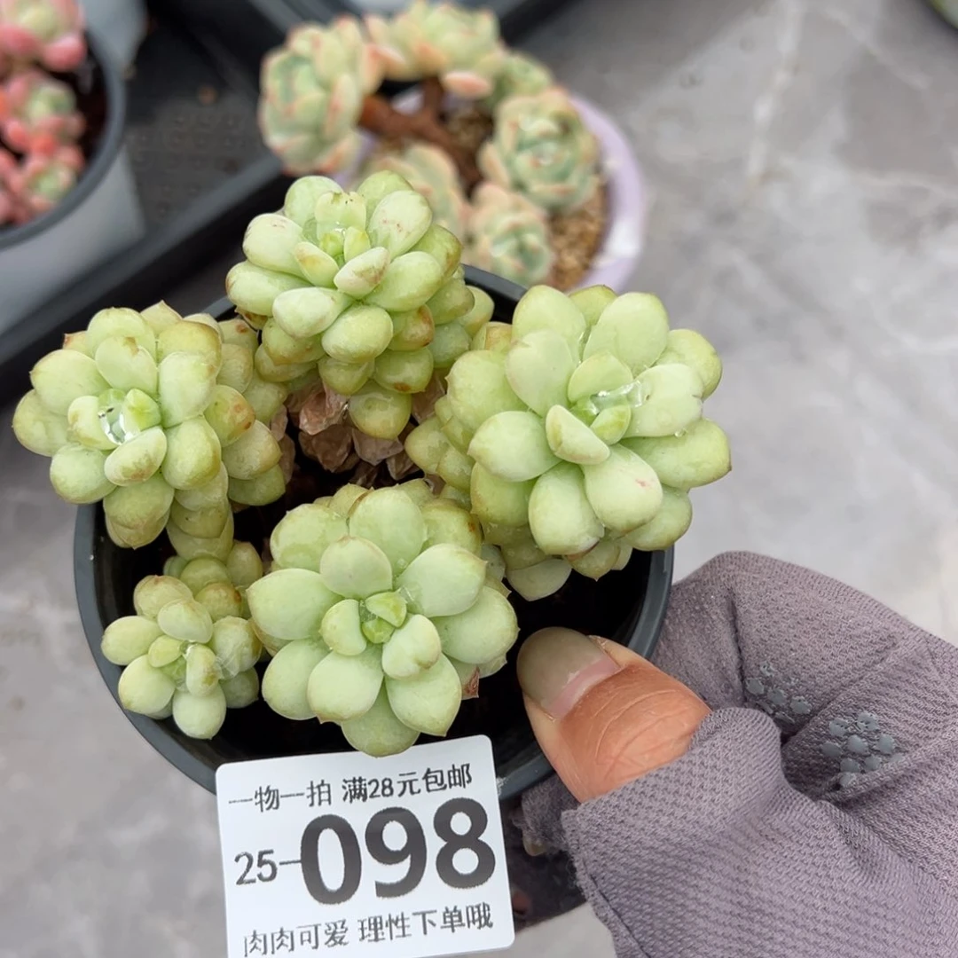 阳光玫瑰多肉多肉多肉多肉多肉