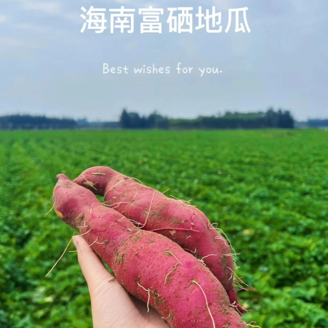 海南省澄迈桥头地瓜富硒板栗红薯香甜薯3/5/9斤原产地直发小番茄