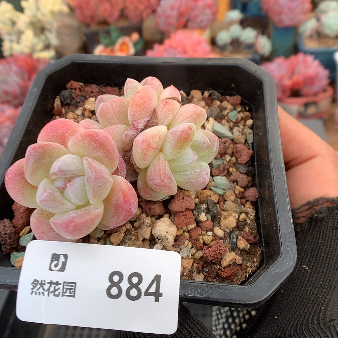 884梦露多肉植物6666