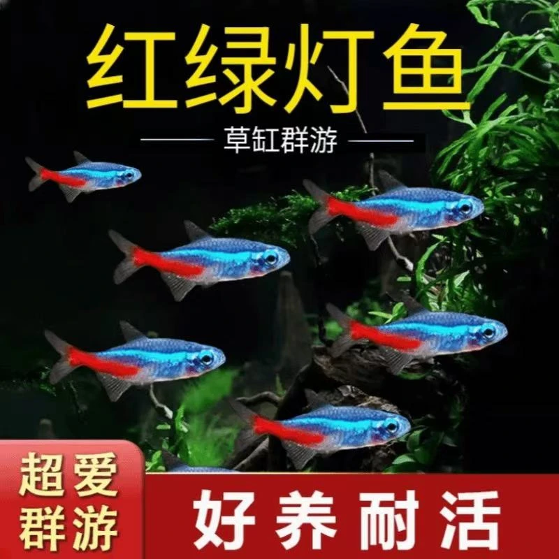 红绿灯鱼热带观赏鱼小型灯科鱼孔雀鱼斑马鱼宝莲灯鱼淡水鱼群游鱼