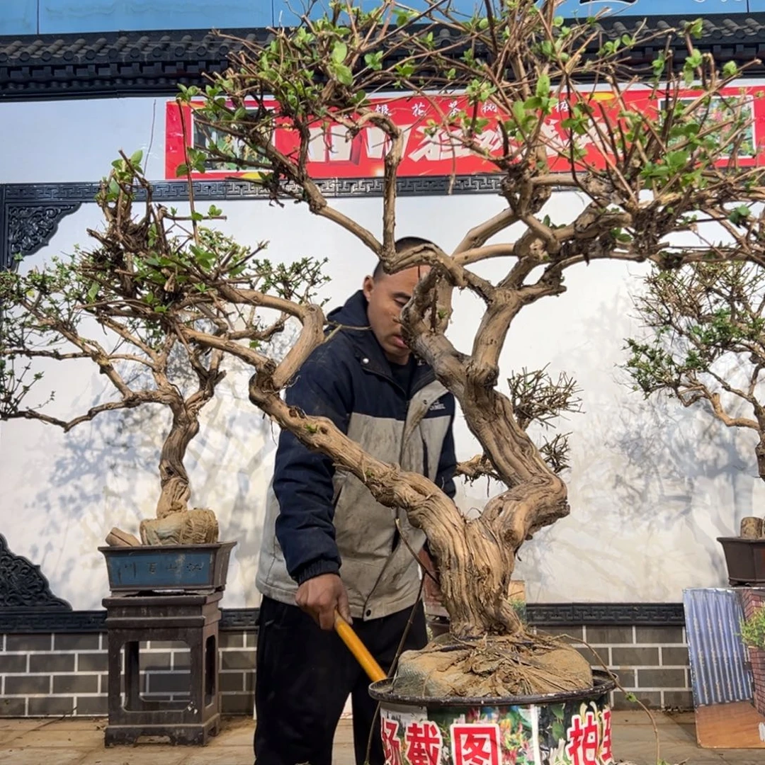 无花朵金银花开花385596