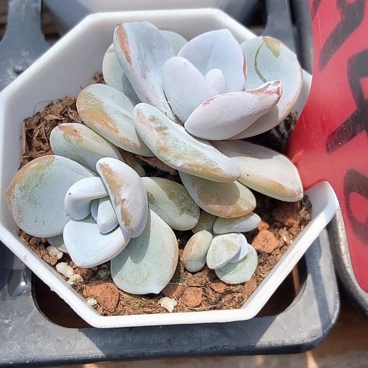 多肉植物雪莲群1948