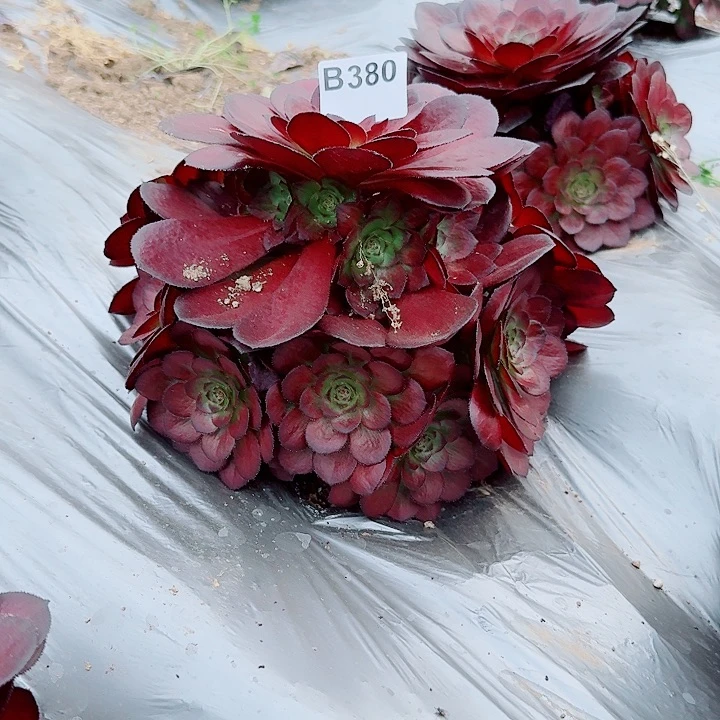 黑寡妇380万圣节变异