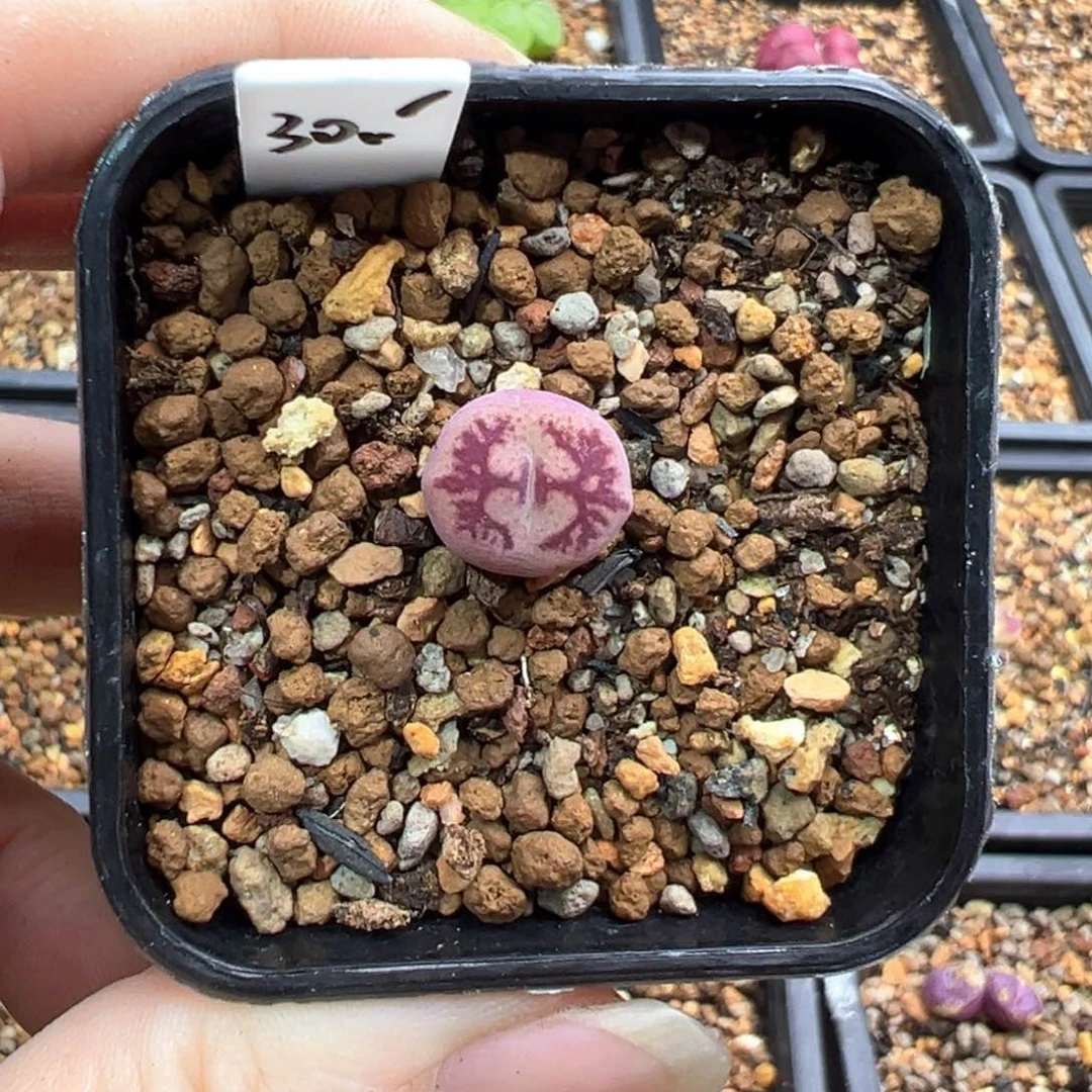 10-61   墨杂一棵