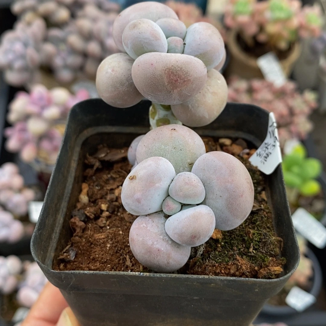 854芭比奶酪6cm多肉