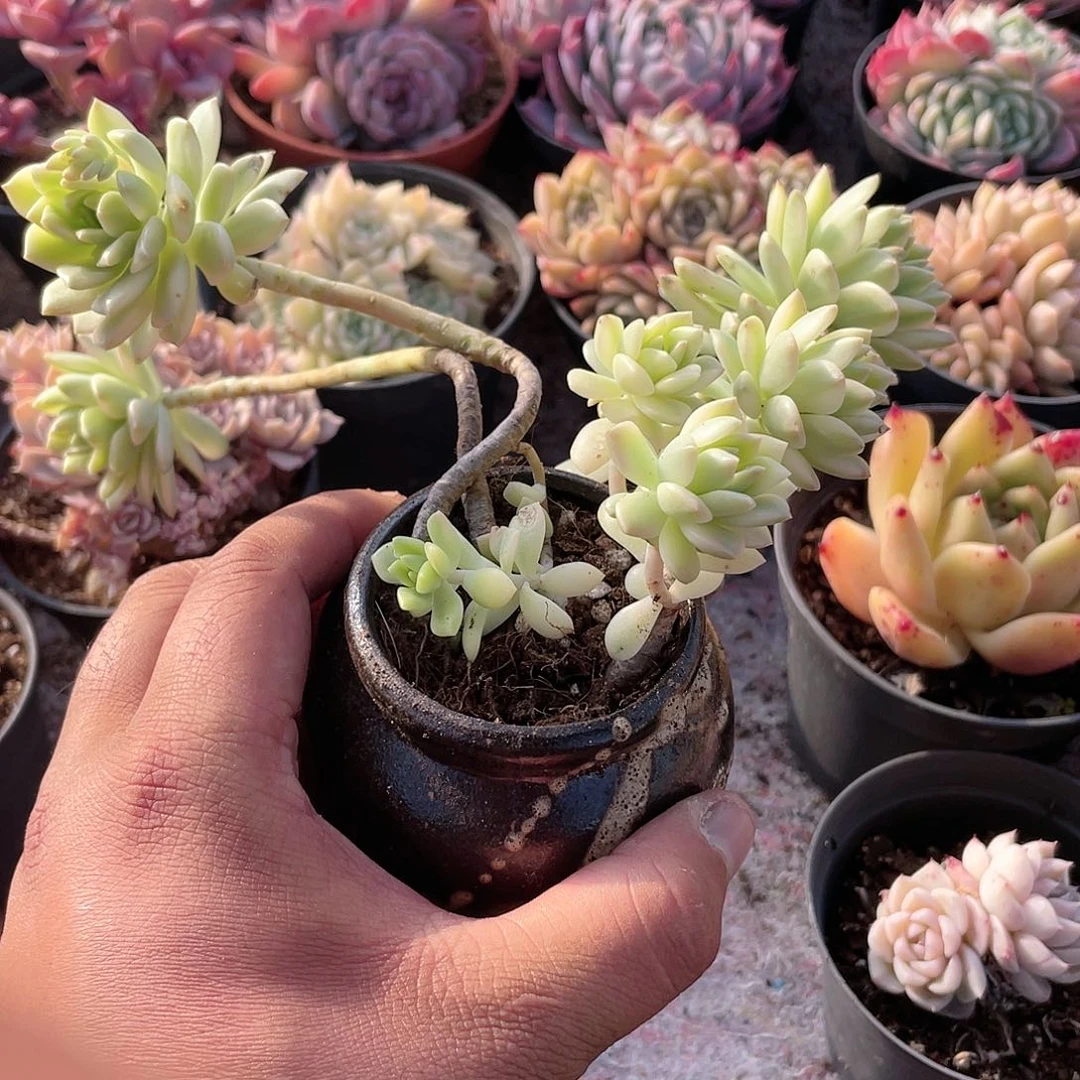 1710  马库斯锦 六月六