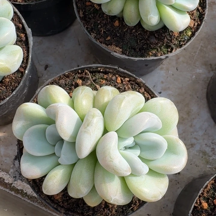 双头玉麒麟新号福利价