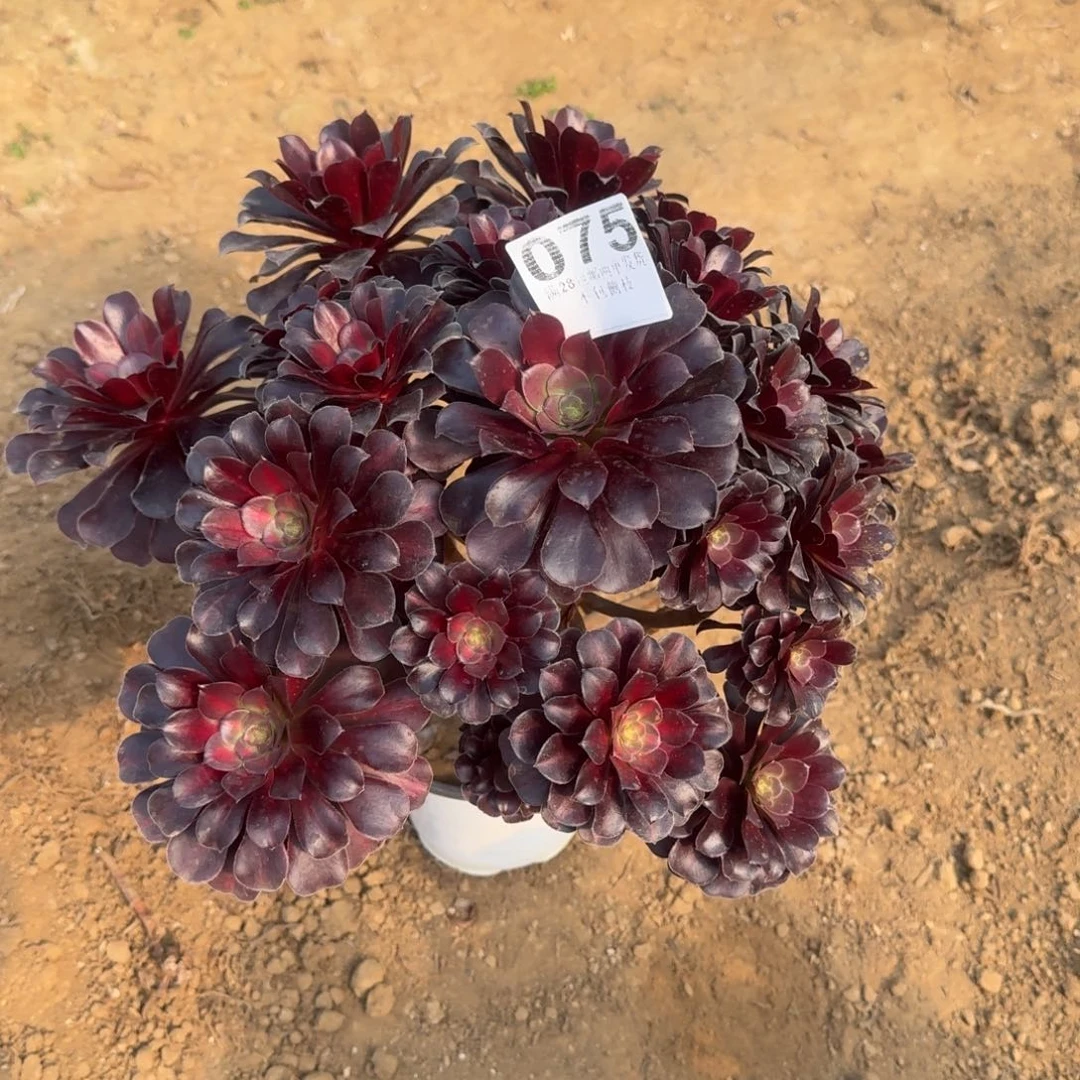 雕****村75号花娜阴阳清棚不包损