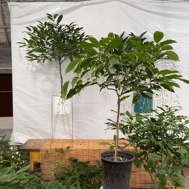 无花朵垂丝茉莉花花一盆