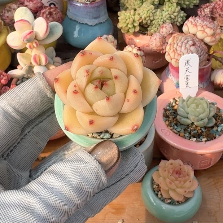 412 多肉含盆土 30元包邮 除偏远