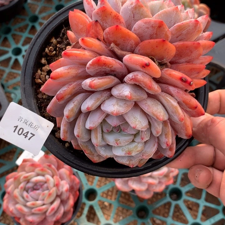 24号下午场，1047一颗