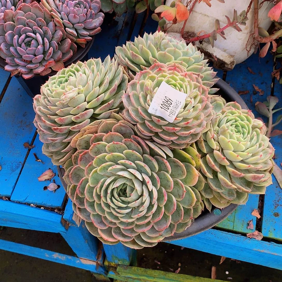 嘿***包    昂斯诺多肉10069