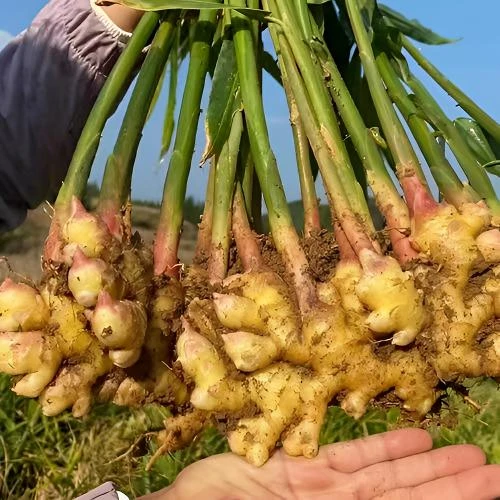 水果云南产地直销云南小黄姜老姜嫩姜小黄姜沙姜云南农家蔬菜生姜