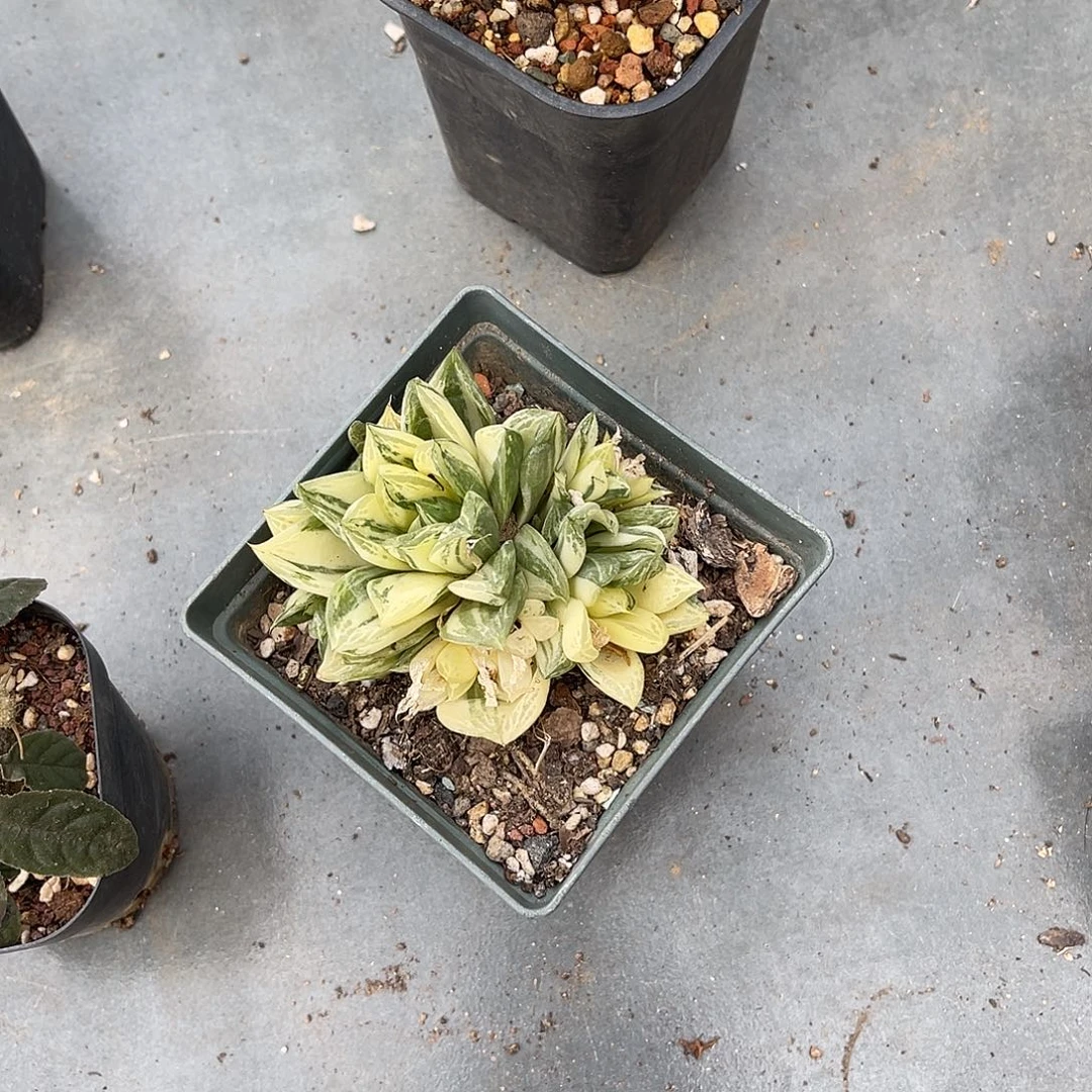 玉露锦一物一拍的